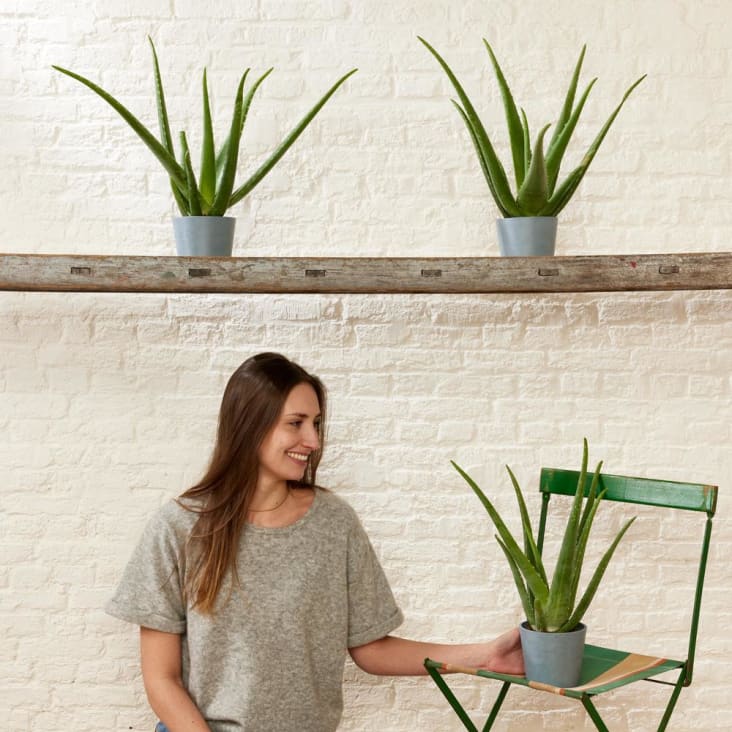 Plante d'intérieur - Aloe Vera de 25 cm en pot blanc gris cropped-3