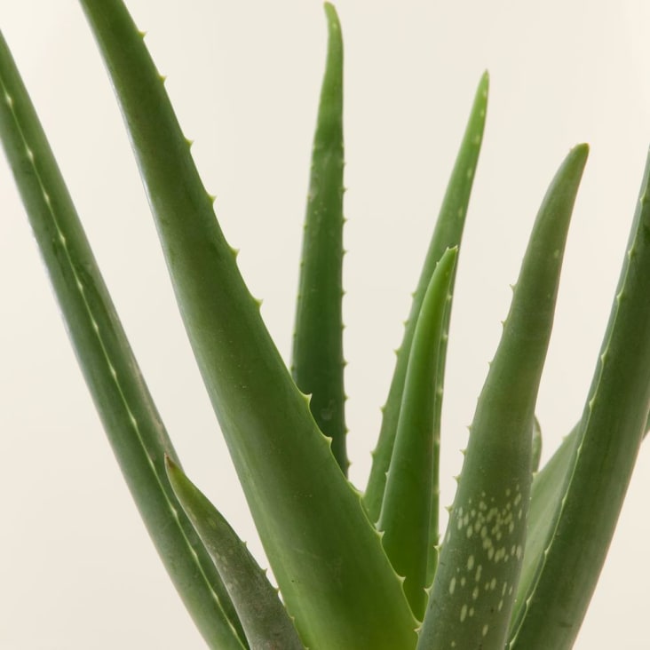 Plante d'intérieur - Aloe Vera de 25 cm en pot blanc gris cropped-4