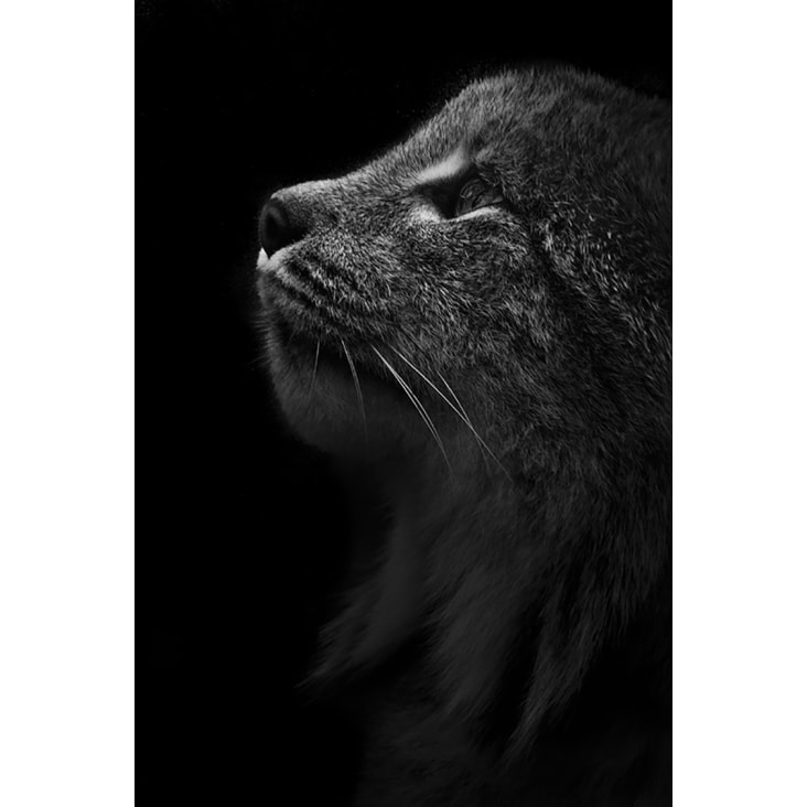 Les animaux en noir & blanc par Guillaume Mordacq