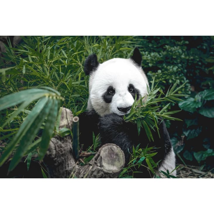 Tableau sur verre panda qui mange 30x45 cm-Nature évasion