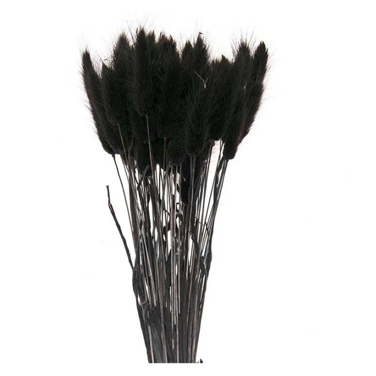 Lagurus séchés noir H45cm-LAGURUS cropped-3