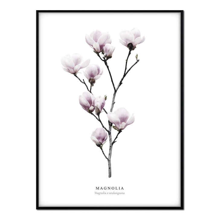 Affiche avec cadre noir - Magnolia - 30x40-Flores