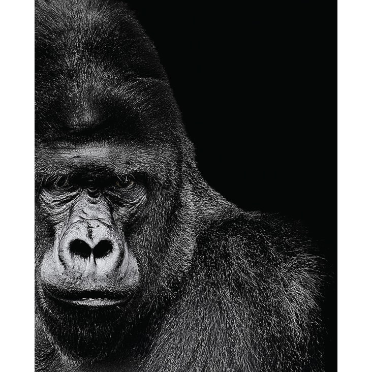 Cuadro Mono blanco y negro 40 × 50