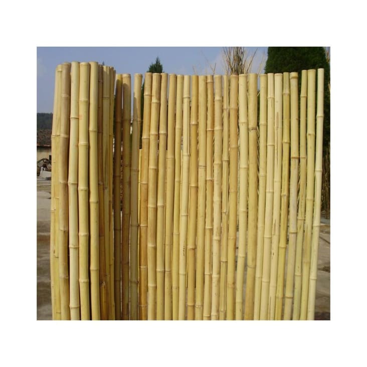 Canisse Bambou