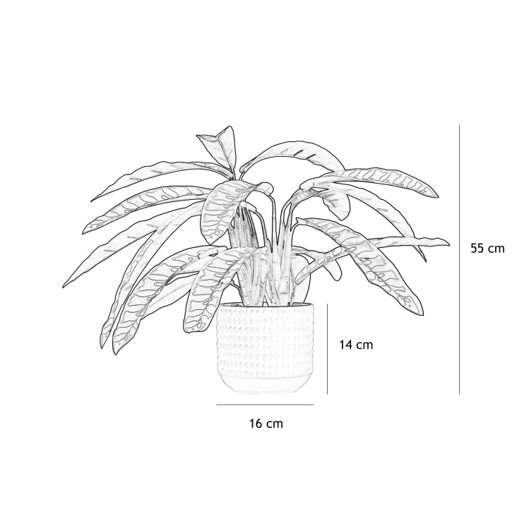 Plante artificielle Calathea en pot, 55 cm