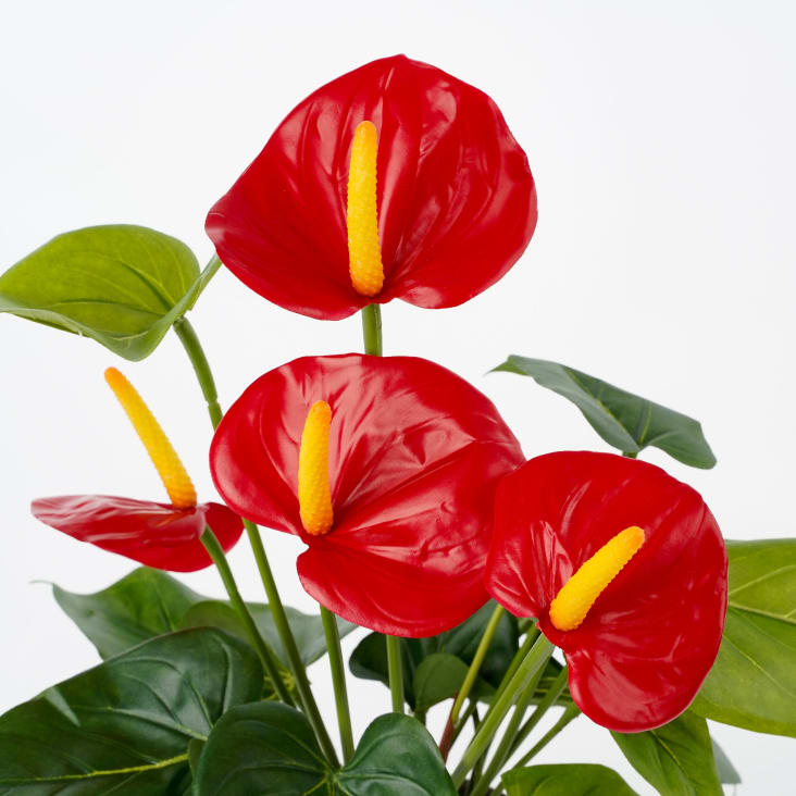 Anturio Enano Rojo Plata Natural De Flores Decorativas