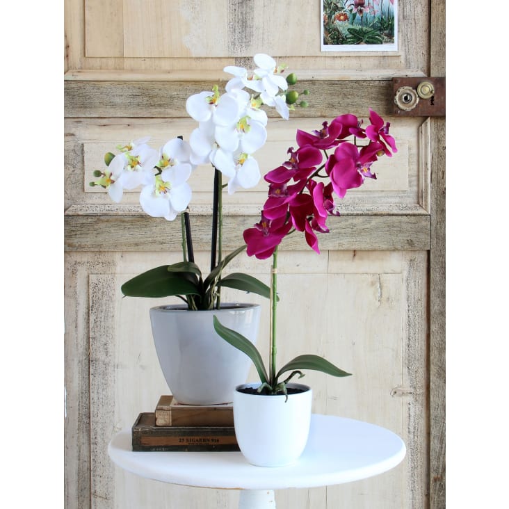 Pot pour orchidée Masgabana : pot orchidée sur Blog Jardin Concept