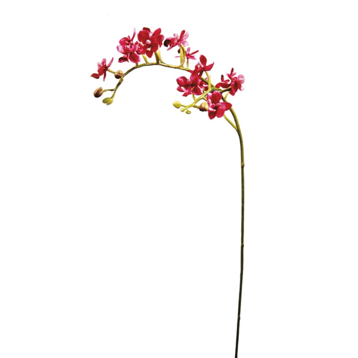 Orchidea Disegnata A Mano In Un Vaso Di Argilla Schizzo In Bianco E Nero Elemento Della Decorazione Domestica Il Simbolo Crescita Image112903761