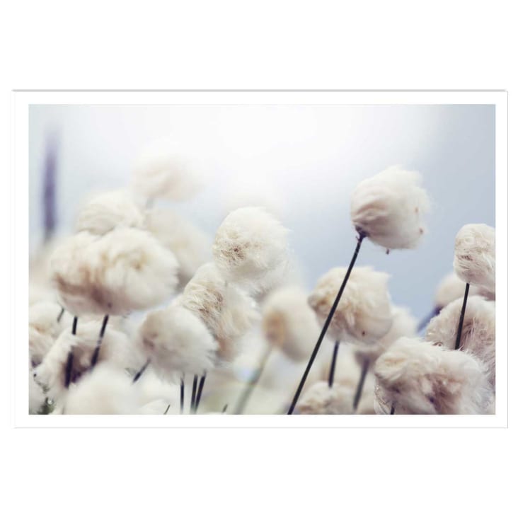 Poster fiori di cotone nel vento sin marco 60x40cm
