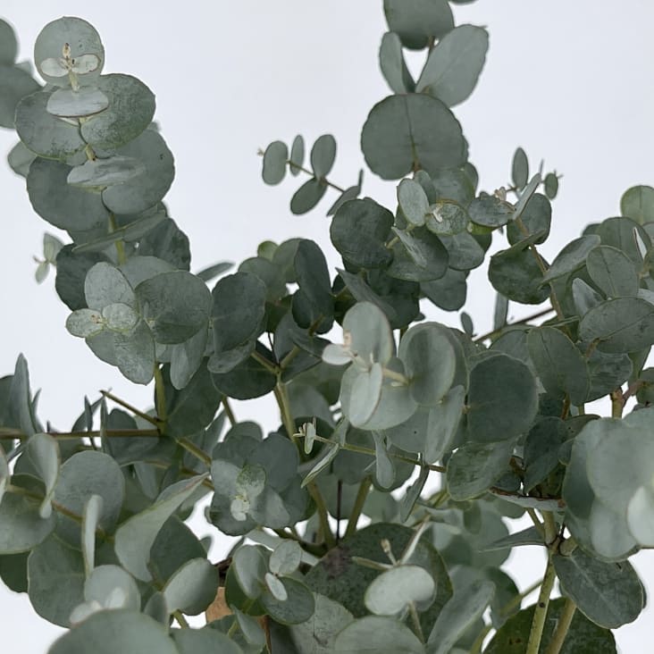 Alberello Rhaphyolepis Vaso 22 - Altezza 80-100cm, Pianta Sempreverde - Foto 13