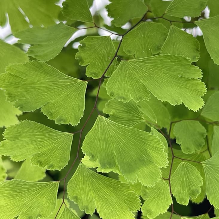 Felce Capelvenere Adiantum Raddianum Fragrans H 35/40 cm Vaso Ø 14 cm