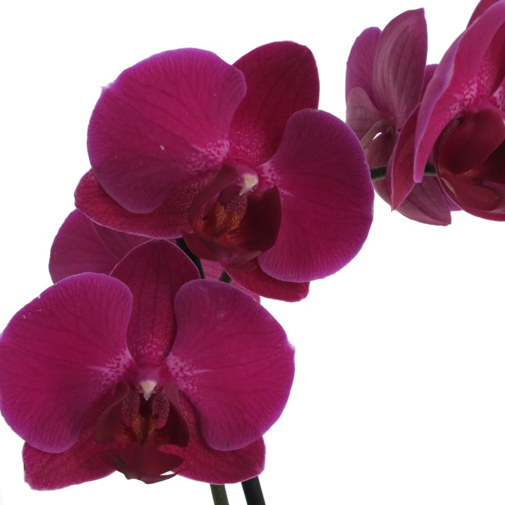 Orchidea vera