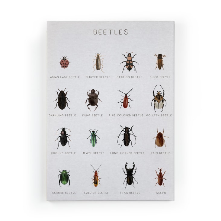 Petit scarabée coloré Peinture acrylique 40x50 cm Sale