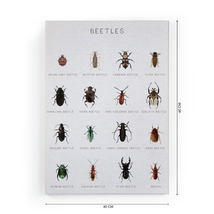 Coléoptères imprimés 11 x 17 coléoptères colorés de bijoux à -  France