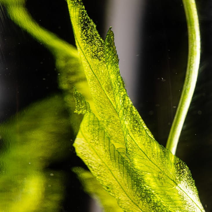 L'Herbarium de Théophile – Gypsophile bleue – Plante immergée