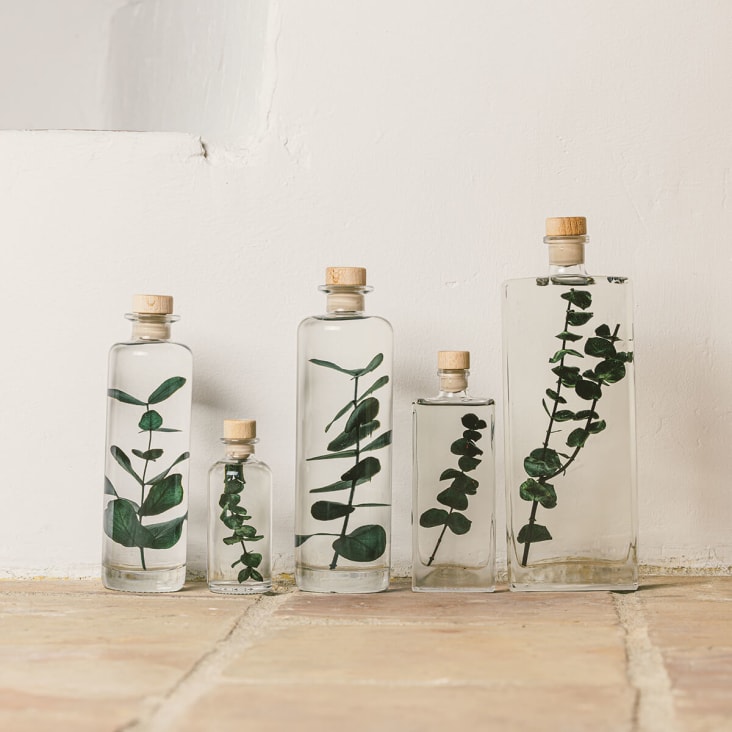 L'Herbarium de Théophile – Fougère Luthi verte – plante immergée