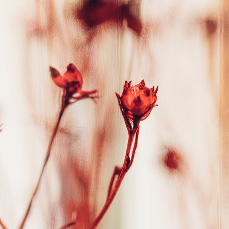 Herbarium Ruscus rouge – Plante immergée