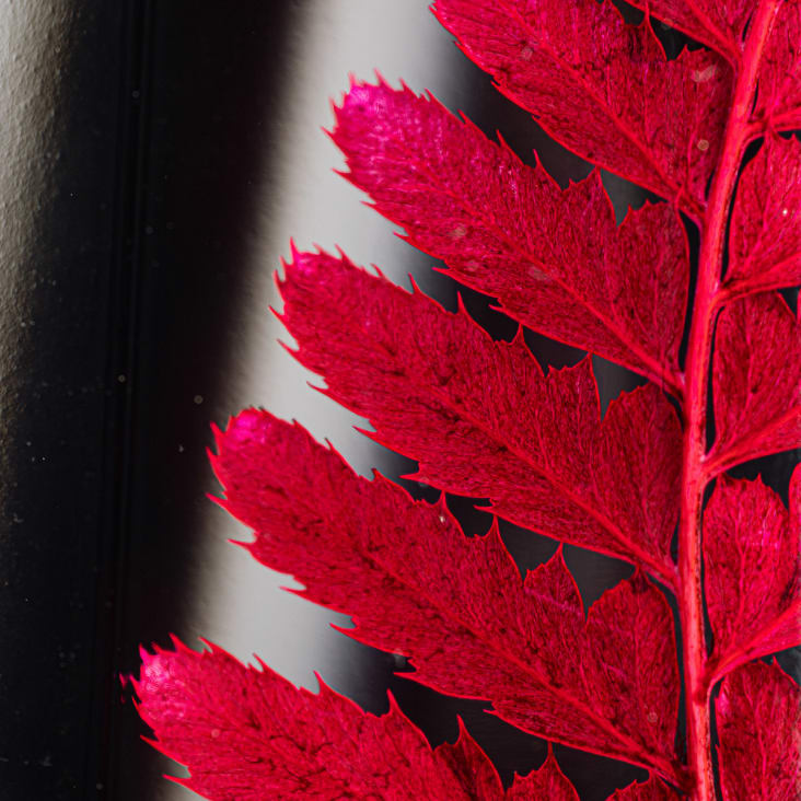 L'Herbarium de Théophile – Rumohra rouge – Plante immergée
