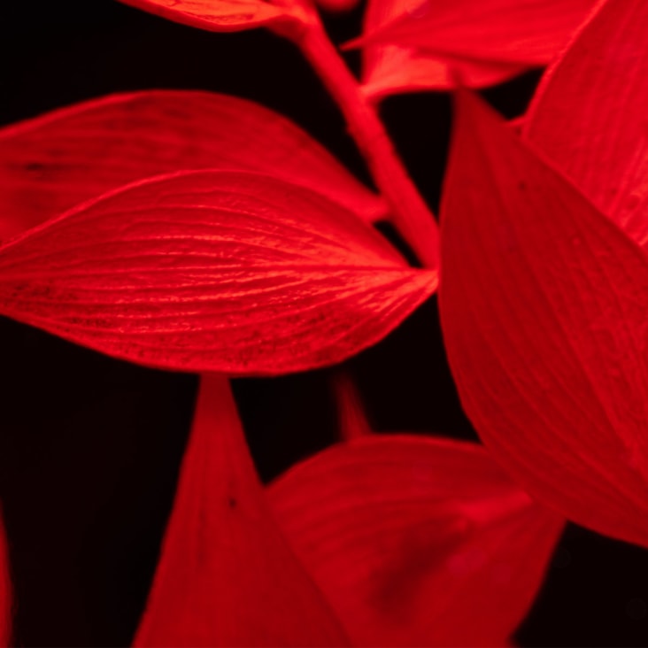 Herbarium Rumohra rouge – Plante immergée