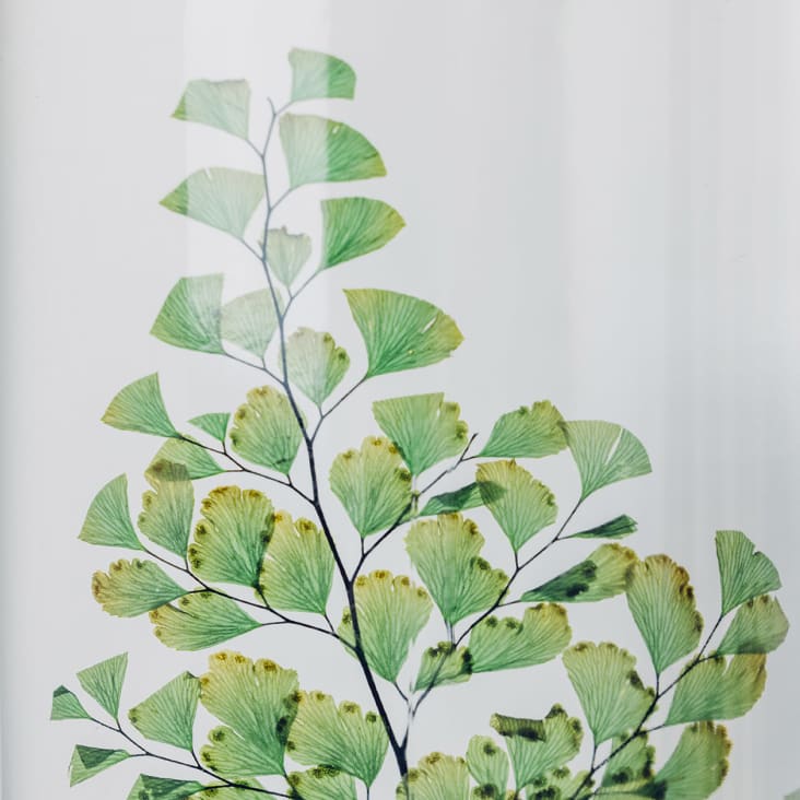 Plante immergée Fougère Luthi verte HERBARIUM DE THEOPHILE