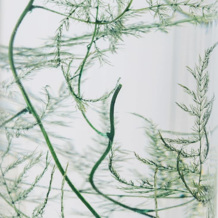 Plante immergée Asparagus plumosus HERBARIUM DE THEOPHILE