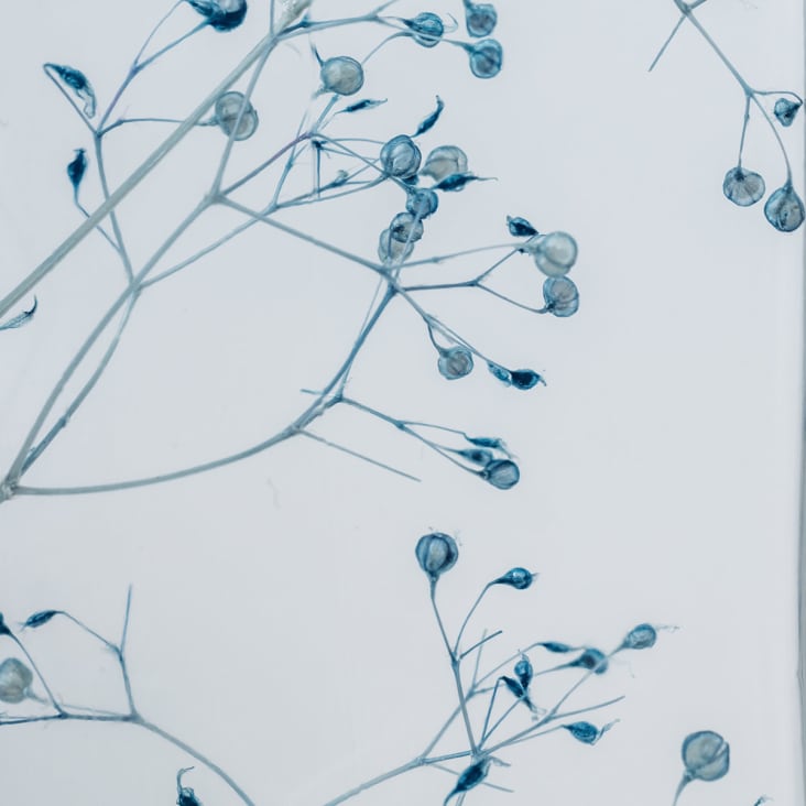 L'Herbarium de Théophile – Gypsophile bleue – Plante immergée