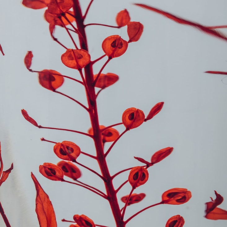 Plante immergée Fougère Felci rouge HERBARIUM DE THEOPHILE