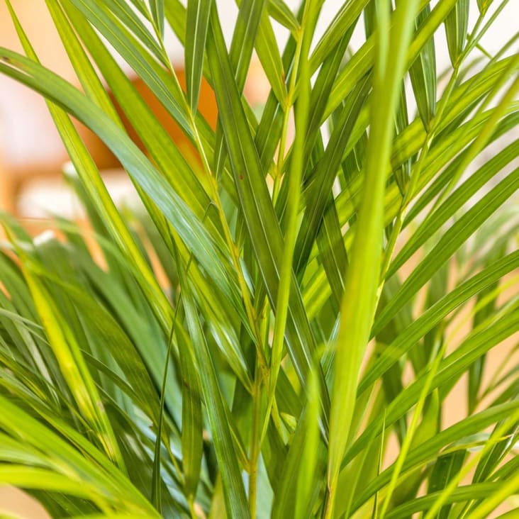 Areca, Palmier d'intérieur + cache pot blanc 22 cm. - Dypsis lutescens