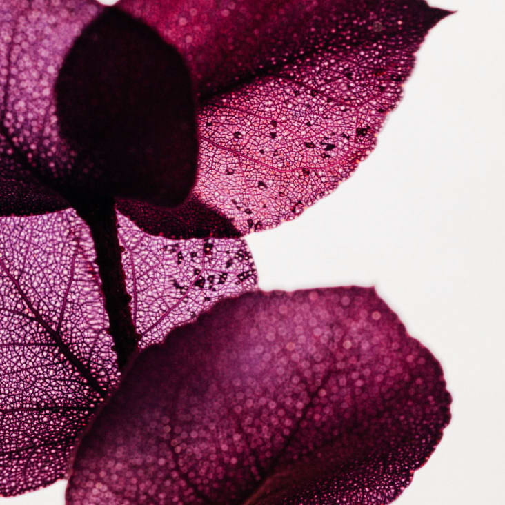 Plante immergée Eucalyptus violet H17-Herbarium de theophile cropped-3