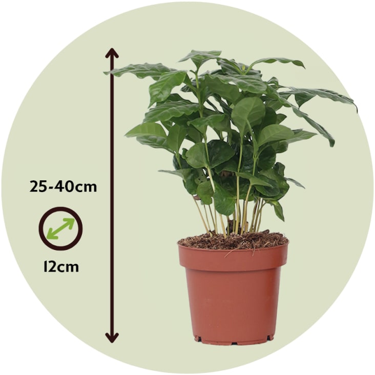 Plantes Café Arabica Lot De 2 - 30 Cm, Facile D'entretien, Purifie L'air, Livrée Avec Pot Céramique