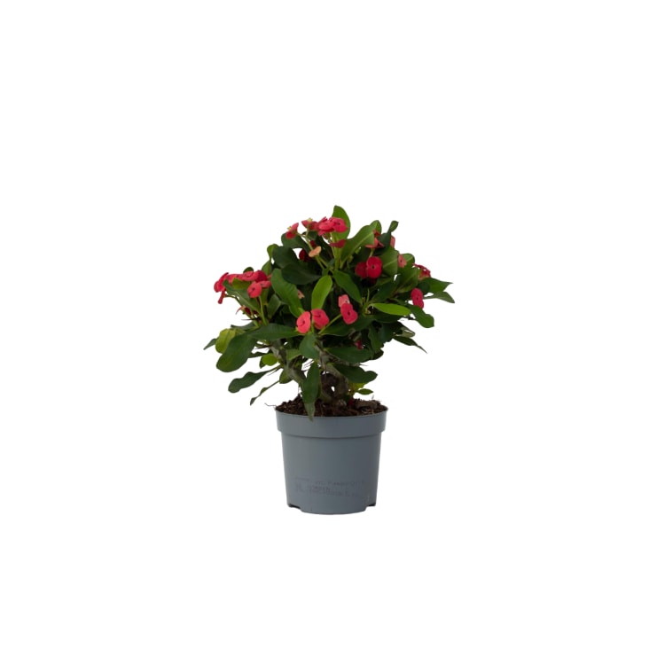 55+ Christusdorn Kaufen Obi, Schöner gesunder christusdorn euphorbia