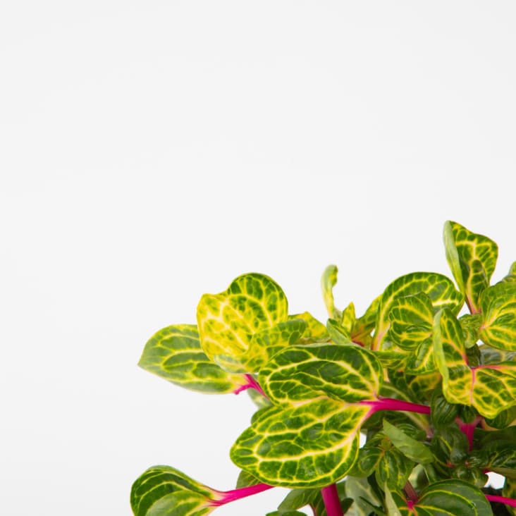 Blutblatt, Iresine herbstii, 20cm Plante d’intérieur Maisons du Monde