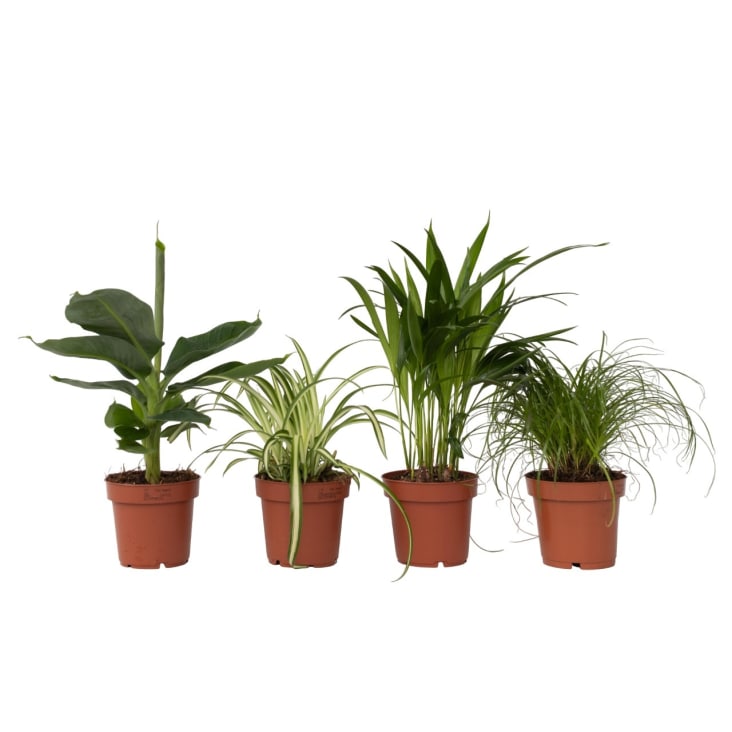 Set 6 sottobicchieri intarsiati con fiori – Augusto e Luca's Workshop
