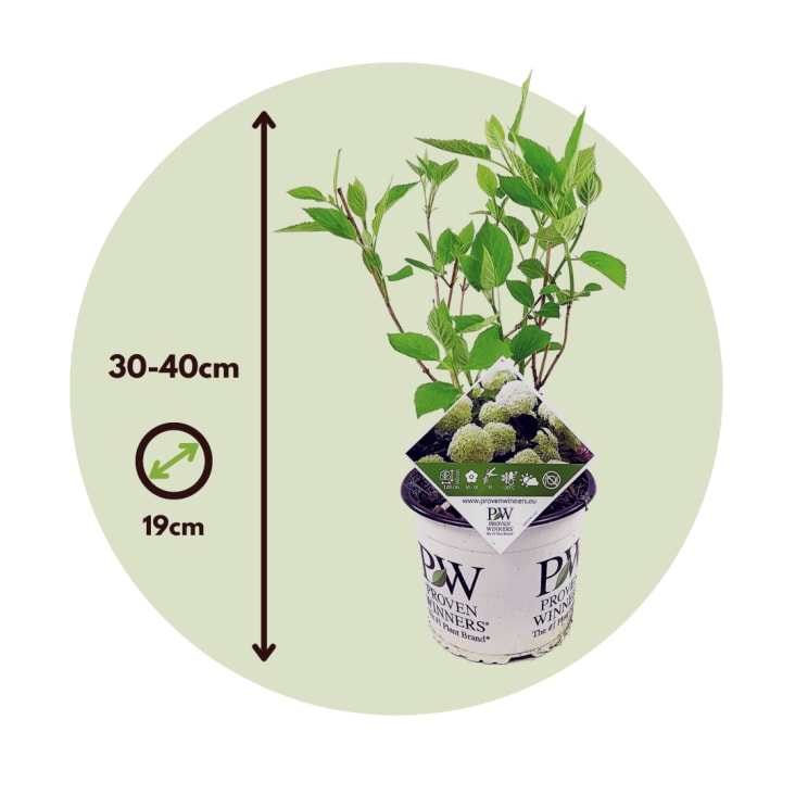 3 Hortensias Annabelle - Plants 30-50cm Fleurs Blanches Sphériques Juin-sept