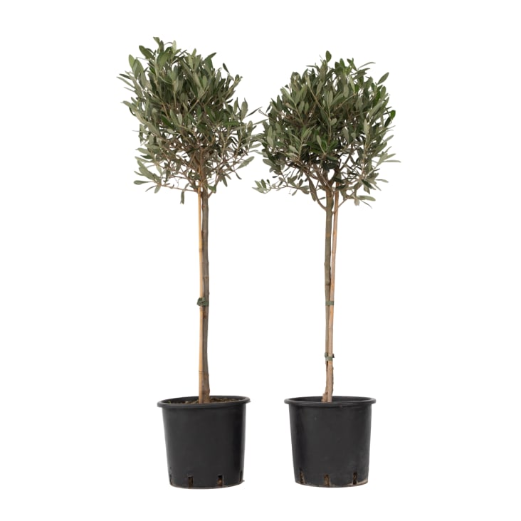 Olivier (Olea Europaea) En Pot - 80-90 Cm - Arbuste Méditerranéen Pour Extérieur - 1