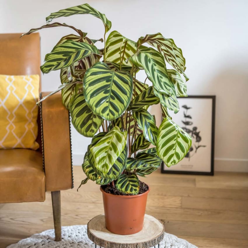 Plante d'intrieur dpolluante : Le calatha Makoyana | Maisons du Monde