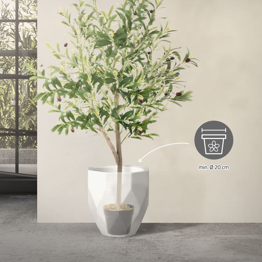 N. 40 PIANTE DI ULIVO LECCINO ALT.160 CM IN FITOCELLA  Foto Reali Innestato 87332142 - Foto 2