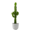 Plante d'intérieur - Cactus Euphorbe de 80 cm en pot blanc gris