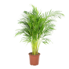 Planta de interior - Palmera Areca 90cm