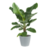 Plante d'intérieur - Bananier de 80 cm en pot bleu gris