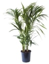 Planta de interior - Palmera Kentia Howea 120cm