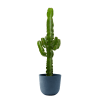 Plante d'intérieur - Cactus Euphorbe de 80cm en pot bleu nuit