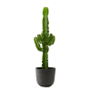 Planta de interior - Cactus catedral (Euphorbia) 80cm en maceta negra 