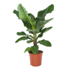 Plante d'intérieur - Bananier de 80 cm
