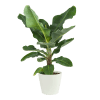 Plante d'intérieur - Bananier de 80 cm en pot blanc gris