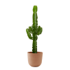 Planta de interior - Cactus catedral (Euphorbia) 80cm en maceta terra