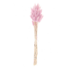 Lagurus séchés lilas 45cm