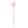Lagurus rosado seco - 70 cm
