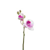 Orchidea Phalaenopsis H21