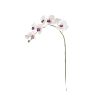 Tige d'orchidée phalaenopsis mauve H47